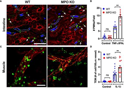 Released Myeloperoxidase Attenuates Neutrophil Migration and Accumulation in Inflamed Tissue